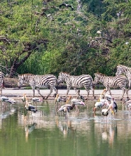 泰國曼谷野生動物園門票(Safari World)