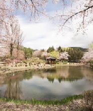 韓國慶州櫻花一日遊