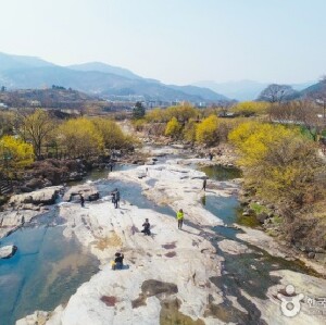 韓國光陽梅花節+求禮山茱萸慶典