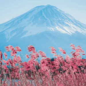 富士山騎樂無窮體驗二日遊