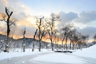 韓國洪川大明維瓦爾第公園滑雪世界+南怡島一日遊(首爾出發)