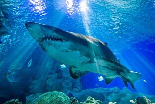 布吉島Aquaria Phuket中央海洋水族館門票