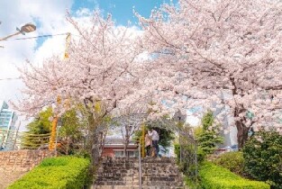 韓國首爾浪漫追櫻 & 賞春花一日遊