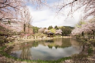 韓國慶州櫻花一日遊