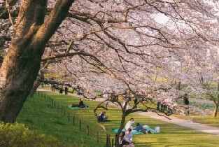 東京川越小江戶賞櫻一日遊