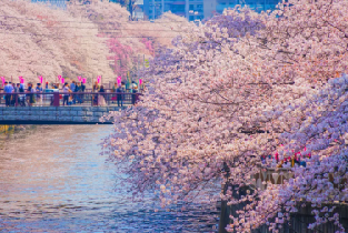 櫻花季限定-花香櫻韻東京賞櫻名所一日遊