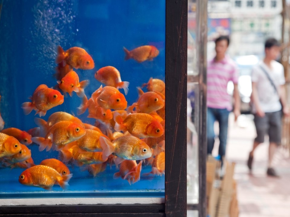 goldfish-market-960x720.jpg