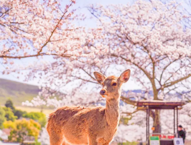 產品圖片