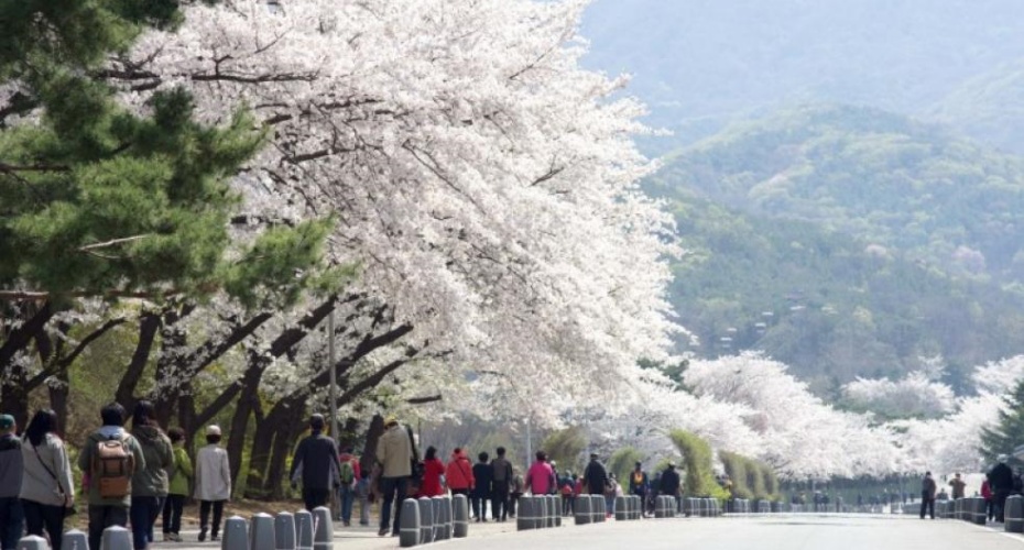 京畿道龙仁市樱花大道2.jpeg