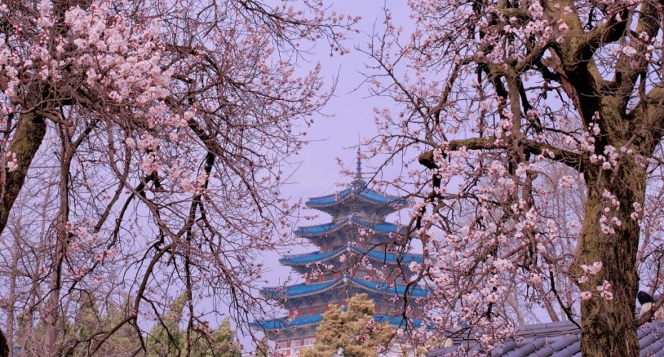 🇰🇷首尔的樱花开啦🌸快来拍！_2_陈妥妥VU的游迹📍_来自小红书网页版.jpg