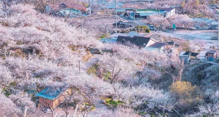 🇰🇷｜광양매화마을 （花期3月初）_3_少见多怪没头脑_来自小红书网页版.jpg