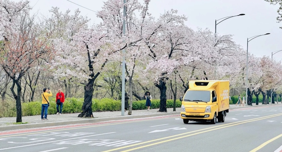 韩国首尔4月旅游_ 汝矣岛樱花记事_12_简小姐_来自小红书网页版.jpg